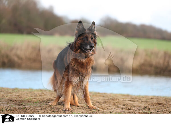 Deutscher Schferhund / German Shepherd / KB-09027