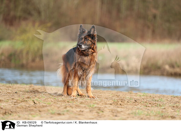German Shepherd / KB-09029