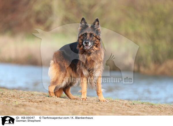 Deutscher Schferhund / German Shepherd / KB-09047