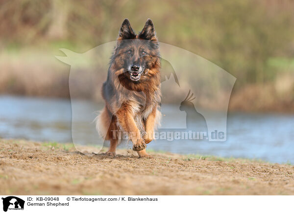 Deutscher Schferhund / German Shepherd / KB-09048