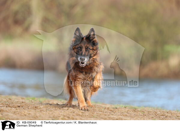 Deutscher Schferhund / German Shepherd / KB-09049