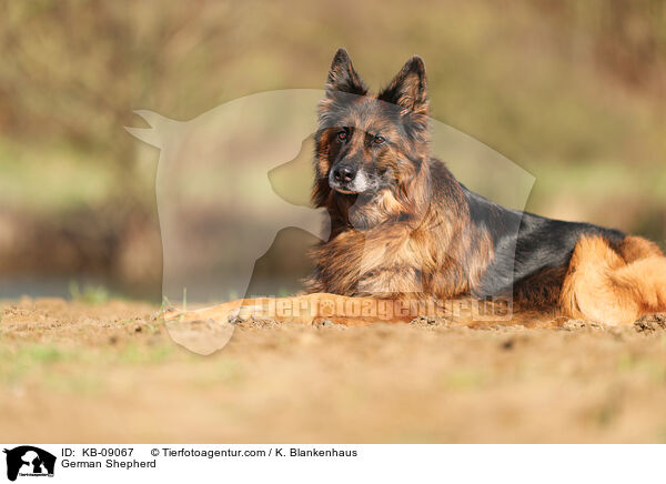 German Shepherd / KB-09067