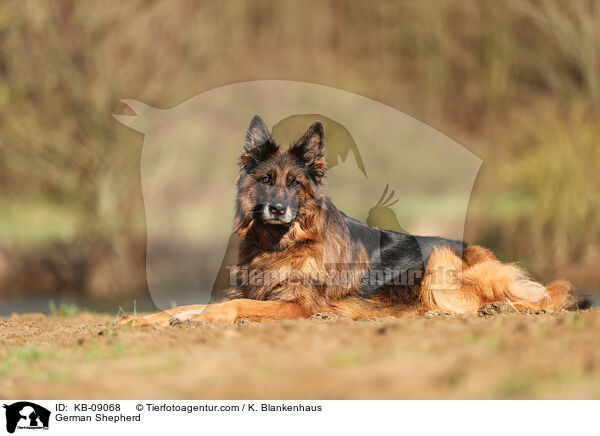 German Shepherd / KB-09068