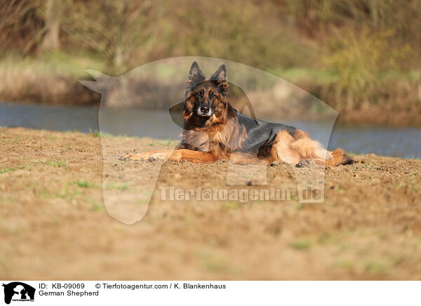 Deutscher Schferhund / German Shepherd / KB-09069