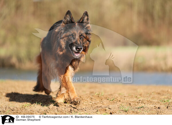 German Shepherd / KB-09075