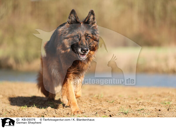 German Shepherd / KB-09076