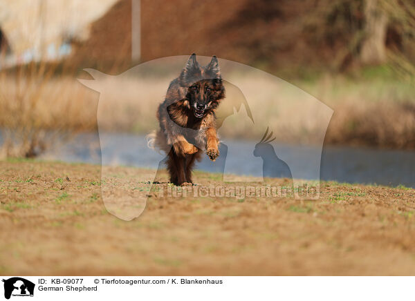Deutscher Schferhund / German Shepherd / KB-09077