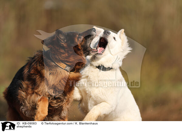 Schferhunde / shepherds / KB-09083