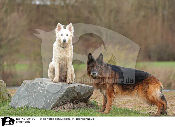 Schferhunde / shepherds / KB-09179