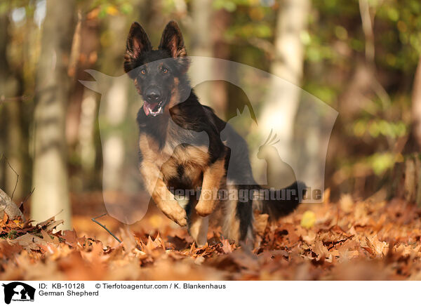 Deutscher Schferhund / German Shepherd / KB-10128