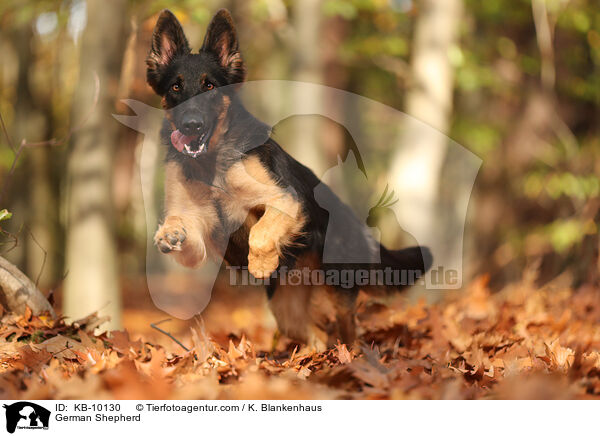 Deutscher Schferhund / German Shepherd / KB-10130