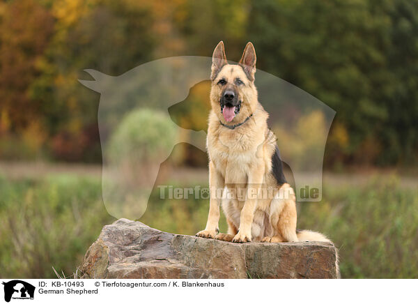 Deutscher Sch�ferhund / German Shepherd / KB-10493