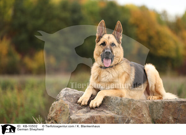 German Shepherd / KB-10502
