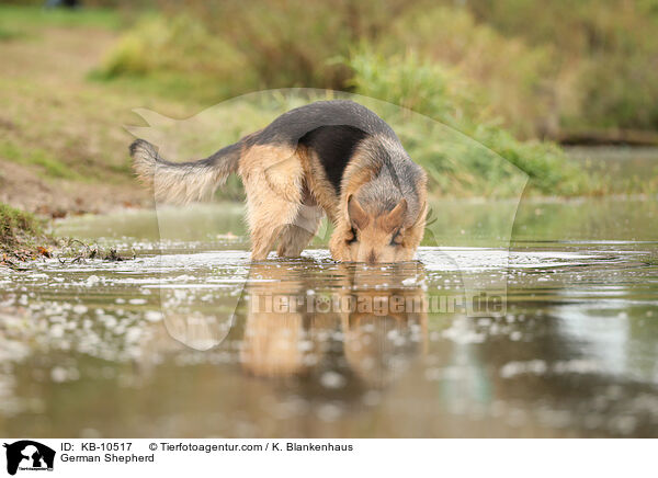 Deutscher Schferhund / German Shepherd / KB-10517