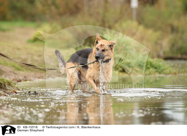 Deutscher Schferhund / German Shepherd / KB-10518