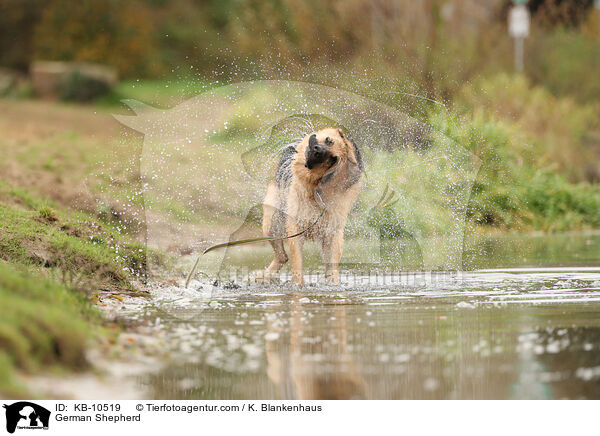 Deutscher Schferhund / German Shepherd / KB-10519