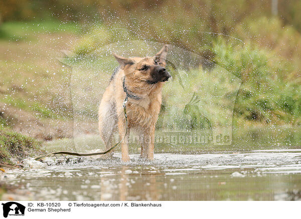 Deutscher Schferhund / German Shepherd / KB-10520