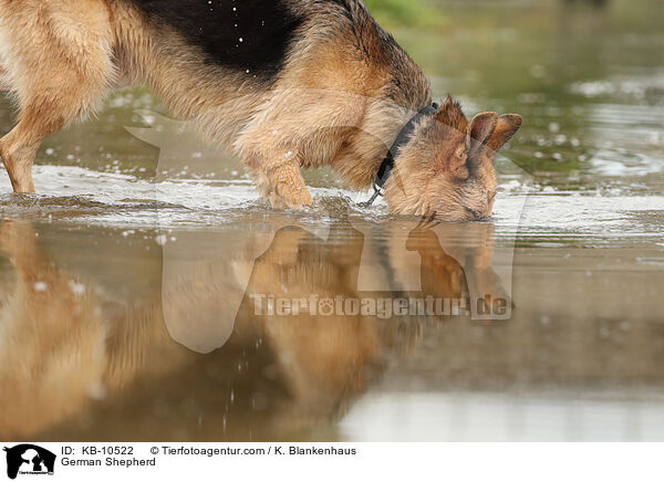 Deutscher Schferhund / German Shepherd / KB-10522