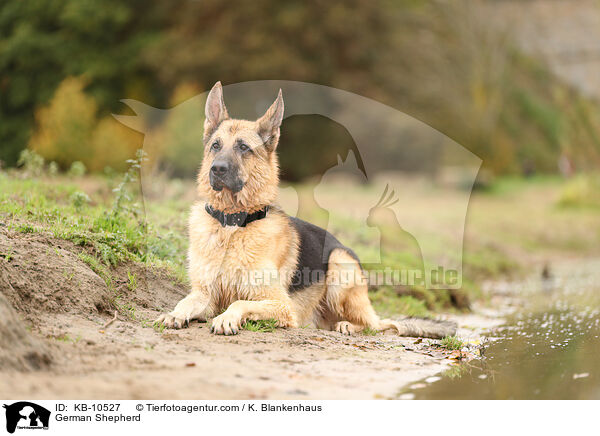 German Shepherd / KB-10527