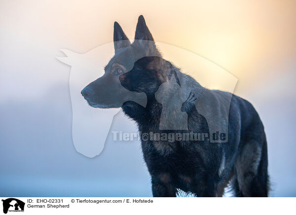Deutscher Schferhund / German Shepherd / EHO-02331