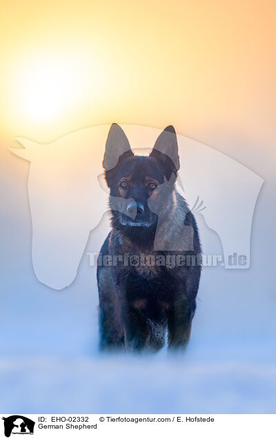 German Shepherd / EHO-02332