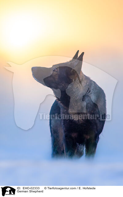Deutscher Schferhund / German Shepherd / EHO-02333