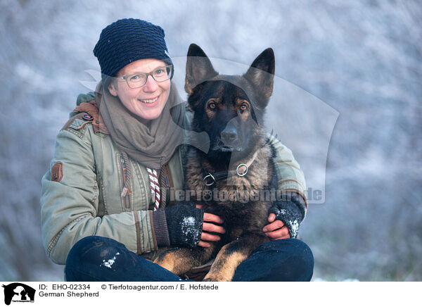 Deutscher Schferhund / German Shepherd / EHO-02334