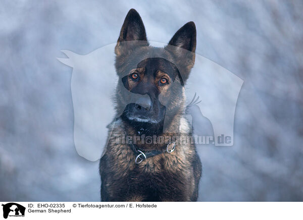 Deutscher Schferhund / German Shepherd / EHO-02335