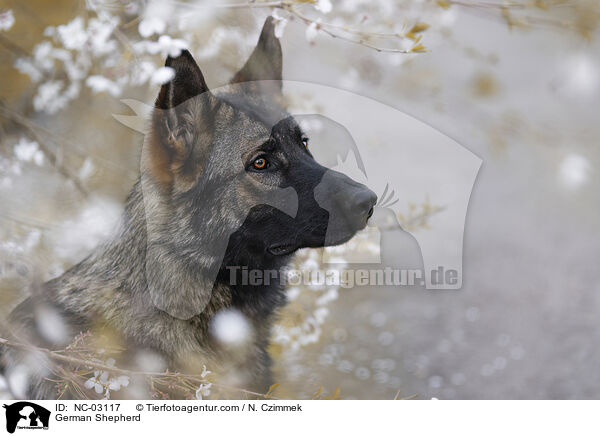 German Shepherd / NC-03117