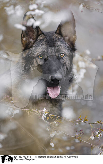 Deutscher Schferhund / German Shepherd / NC-03118