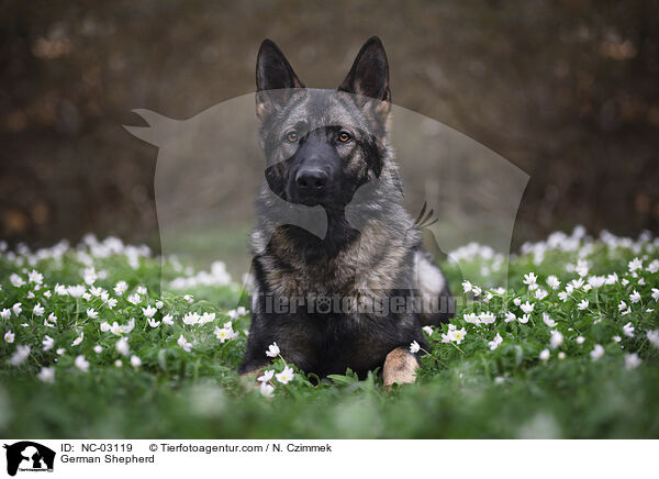 Deutscher Schferhund / German Shepherd / NC-03119