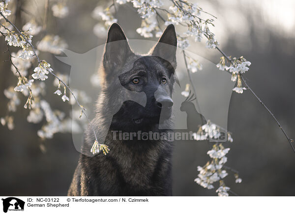 Deutscher Schferhund / German Shepherd / NC-03122