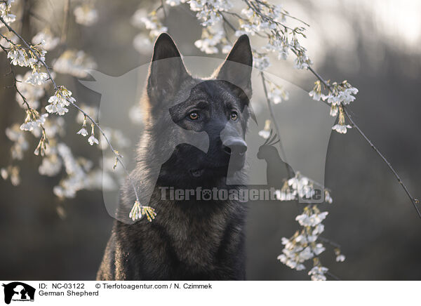 German Shepherd / NC-03122