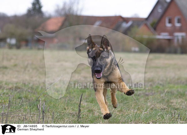 German Shepherd / JM-14895