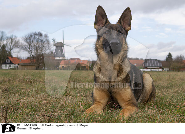 Deutscher Sch�ferhund / German Shepherd / JM-14900