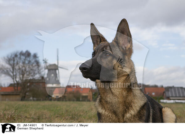 Deutscher Schferhund / German Shepherd / JM-14901