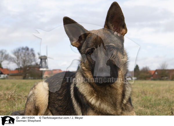 German Shepherd / JM-14904