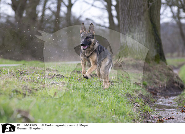 Deutscher Schferhund / German Shepherd / JM-14905