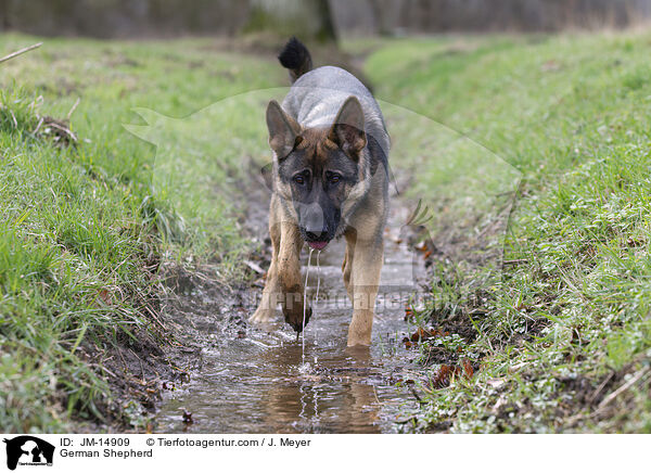 Deutscher Schferhund / German Shepherd / JM-14909