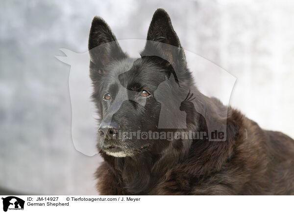 German Shepherd / JM-14927