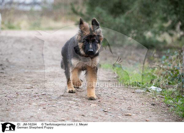 German Shepherd Puppy / JM-16294