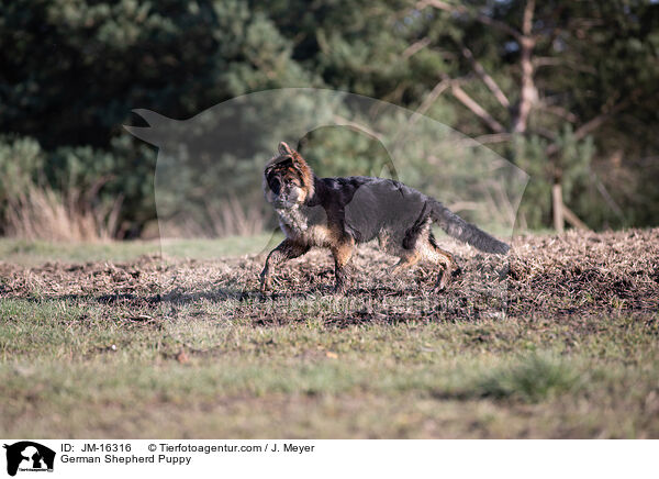 German Shepherd Puppy / JM-16316