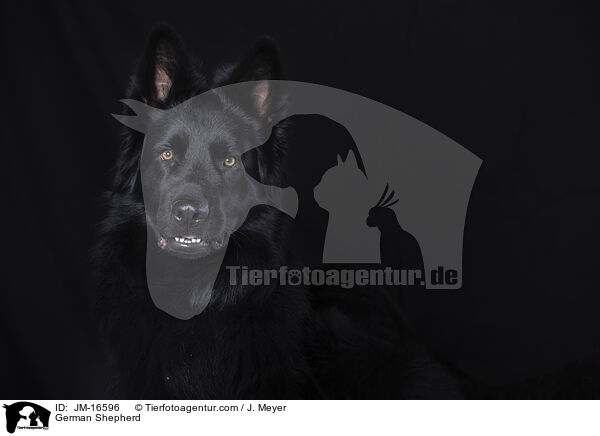 German Shepherd / JM-16596
