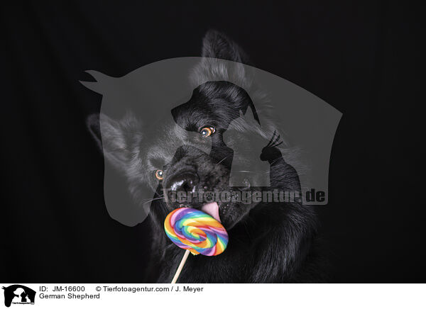 Deutscher Schferhund / German Shepherd / JM-16600