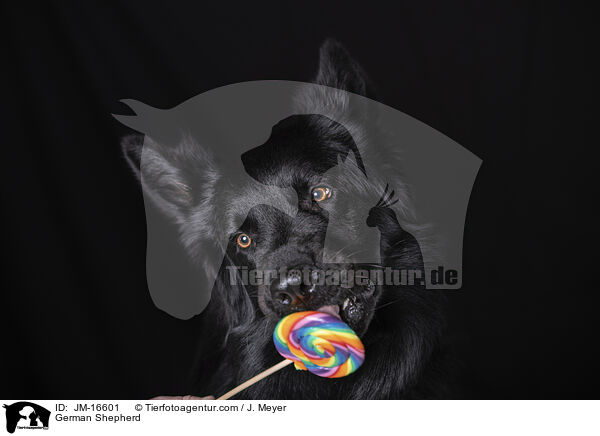 Deutscher Schferhund / German Shepherd / JM-16601