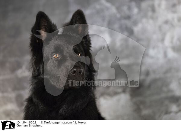Deutscher Schferhund / German Shepherd / JM-16602