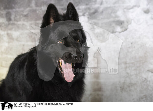 Deutscher Schferhund / German Shepherd / JM-16603