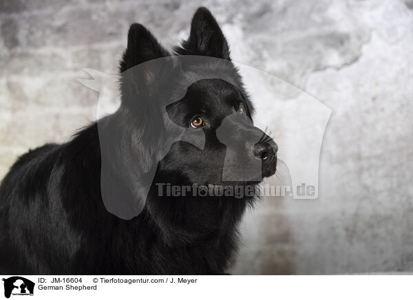 Deutscher Schferhund / German Shepherd / JM-16604