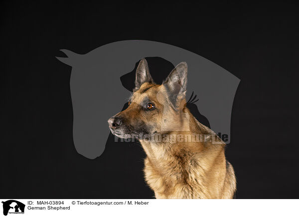 Deutscher Schferhund / German Shepherd / MAH-03894