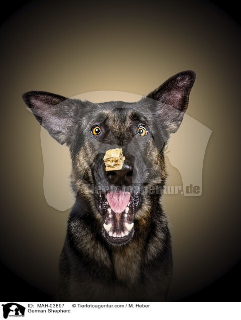 Deutscher Schferhund / German Shepherd / MAH-03897